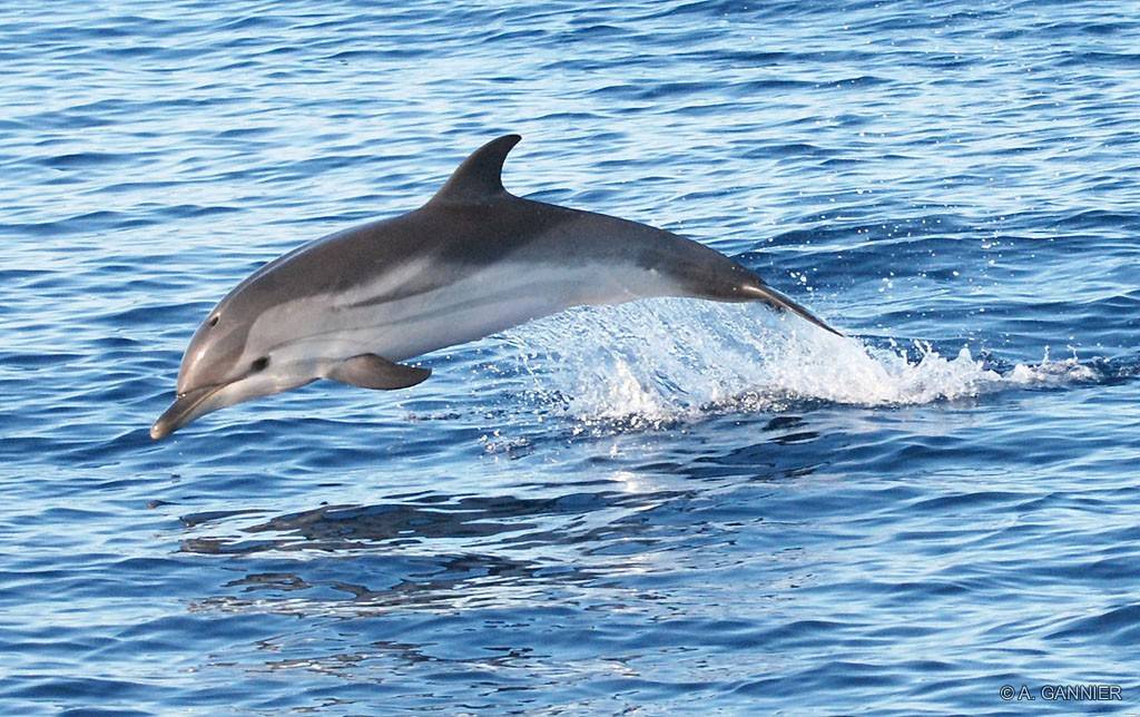 Des dauphins à la ville – Boris Nordmann